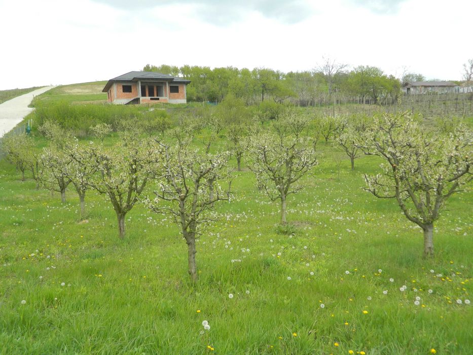 Teren Barnova, Cercu