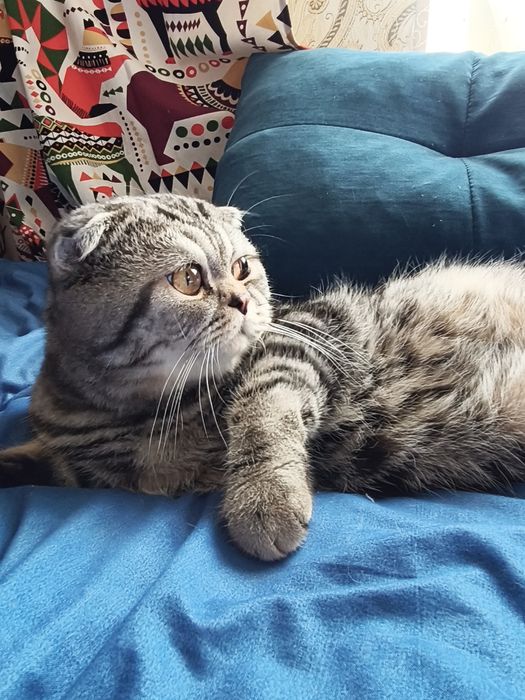 Котята Шотландцы