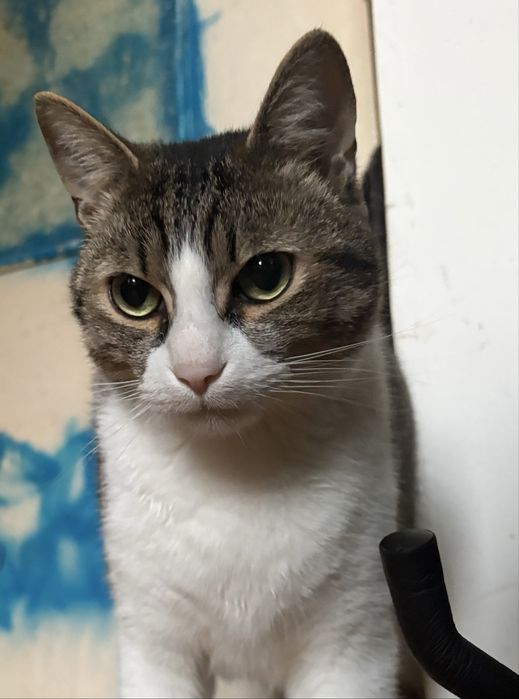 donez motanel, bland