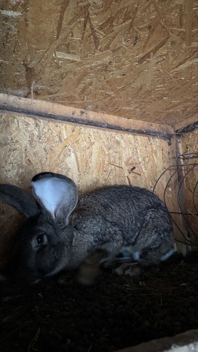 Femelă Uriaș German