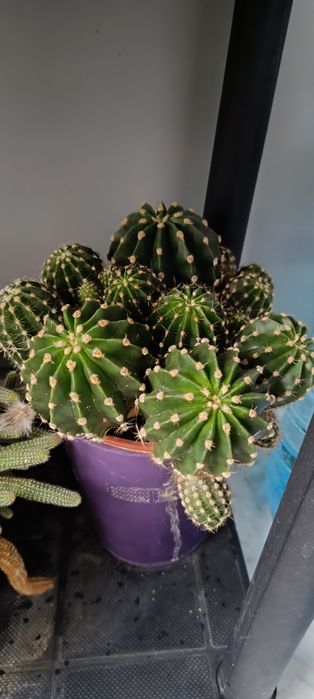 Кактуси, различни видове