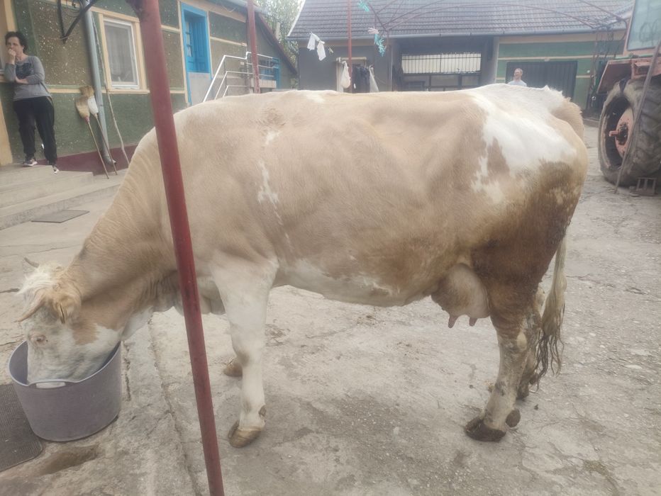 De vînzare vaca de 8 ani