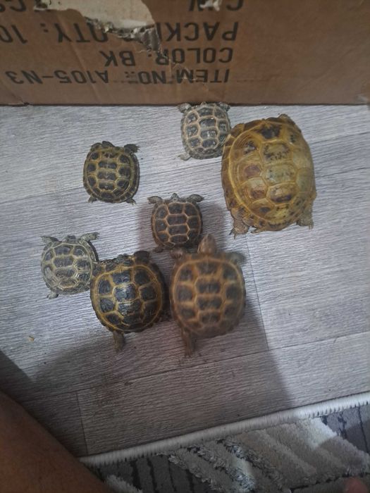 Toshbaqa optom donaga yoq kamida 15 ta beriladi