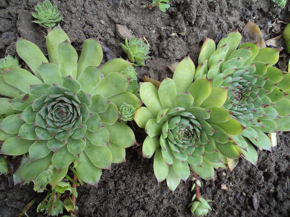 Сукуленти / Алпийска роза / Дебелец