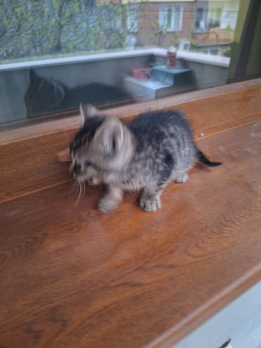 Малки Котенца безплатни