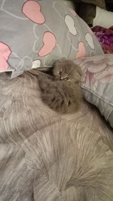 Продам чистокровную скоттиш фолд