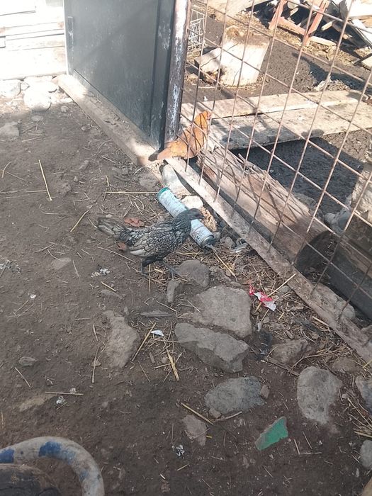 Куры карликовые сибрит