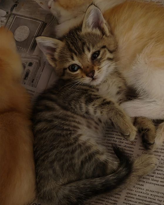 Котята бесплатно