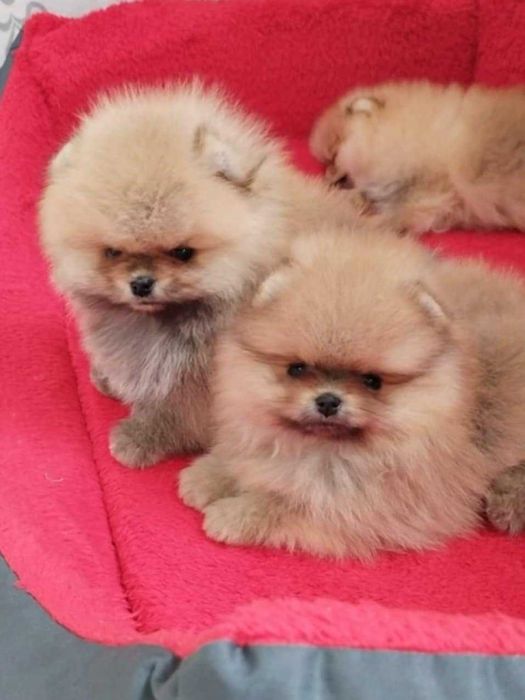 Миниатюрни померани