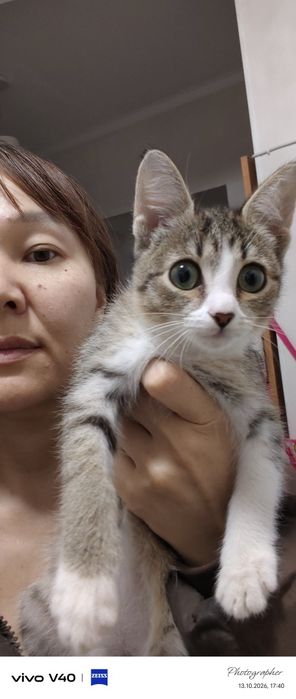 Девочка котенок возраст 2мес