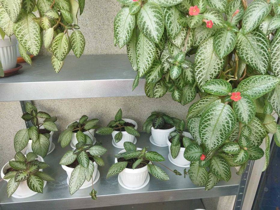 Еписция,цъфтяща в червено