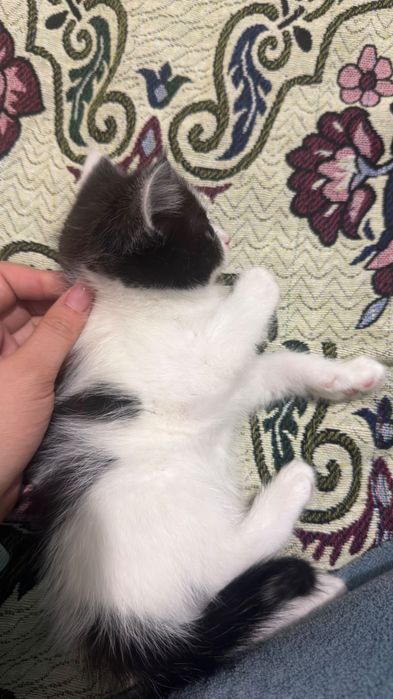 Маленькие котята