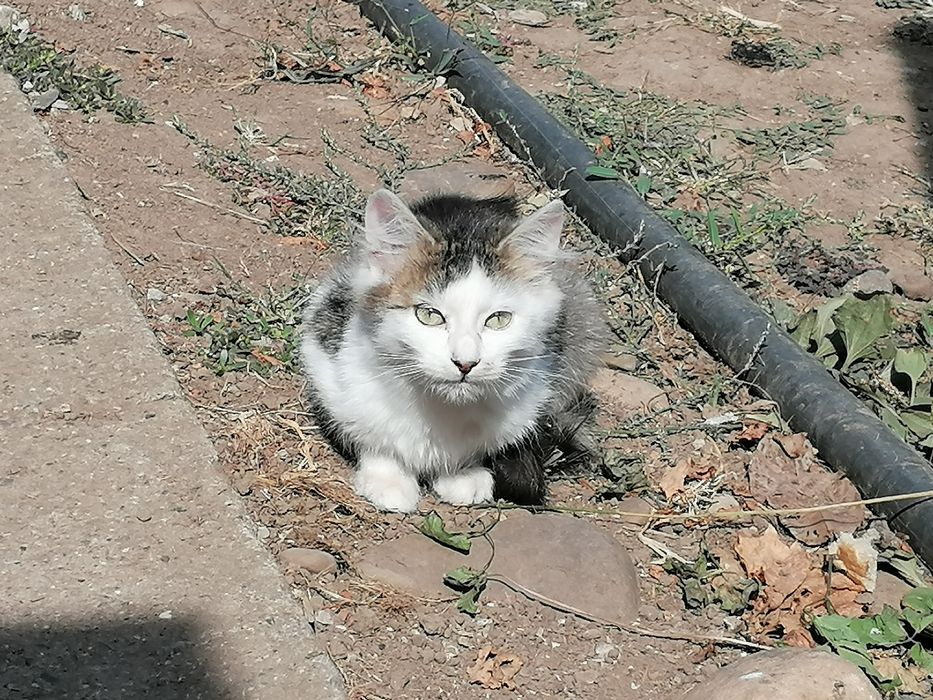 СПЕШНО. Подаряваме котенца