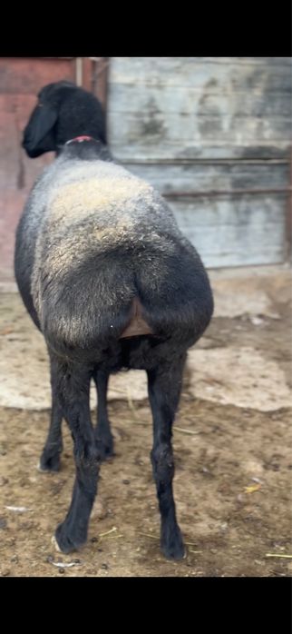 Саулык сатылады линия корабль