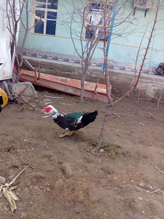 Indautka va g'oz sotiladi