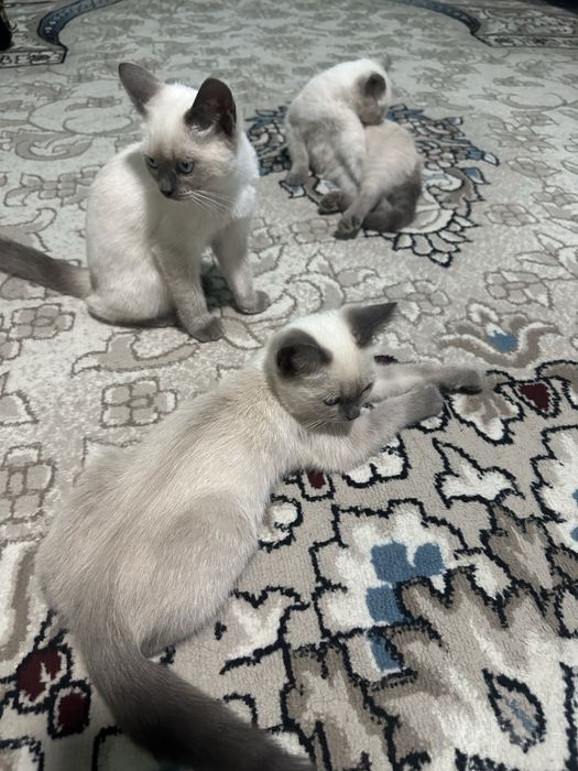 Сиамские котята с голубыми глазами