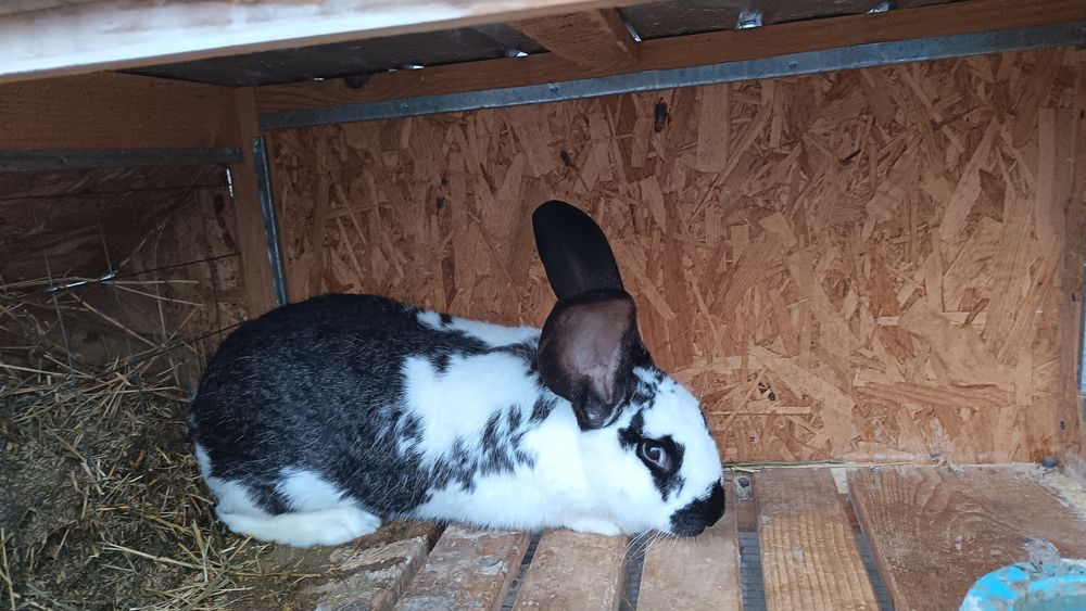 Iepurita fluture german