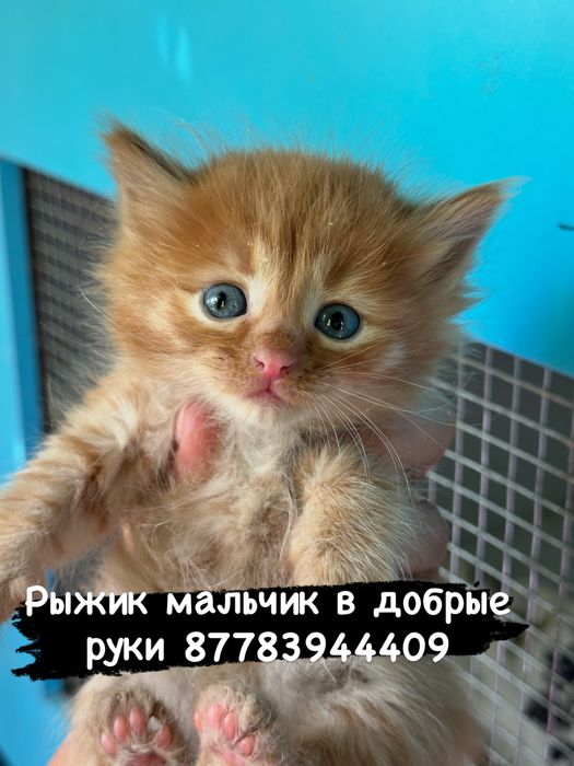 Котята в добрые руки