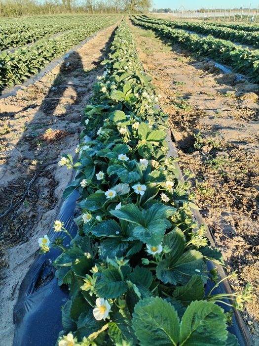 Stoloni de capsuni soiul Aprica si soiul Murano