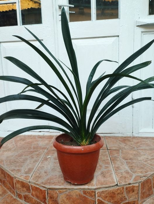 Продается кливия