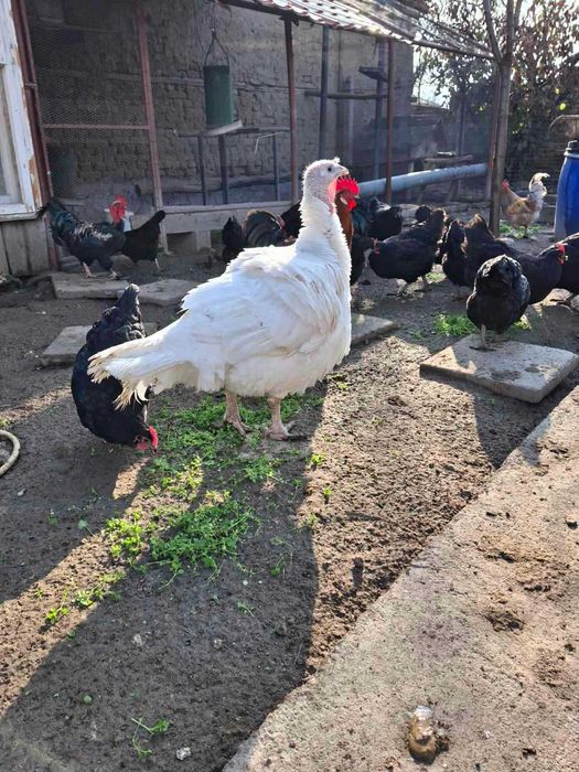 Продавам мисирка