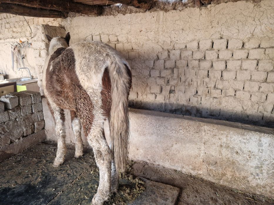 Ат пен тай сатылады