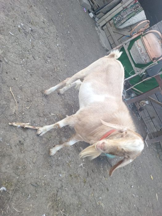 Vând țap din mamă Sanen