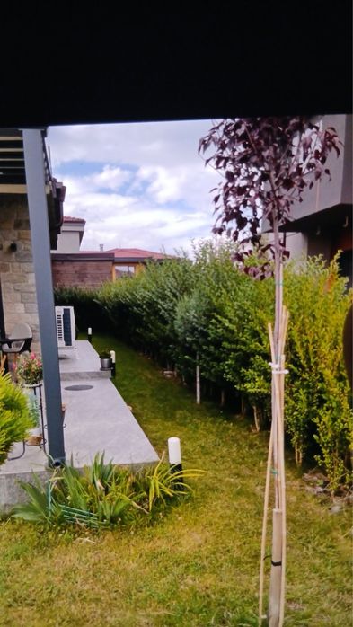 Лигуструм  отгледан