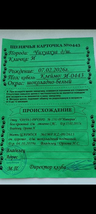 Продам щенка Чихуахуа