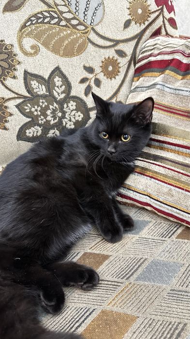 В добрые руки кошечку 5 мес