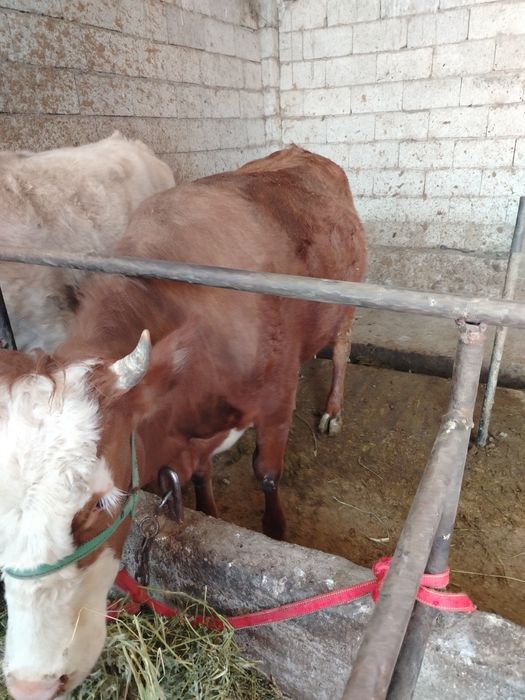 Тёлка жирная продаётся