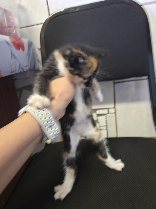 Отдам котят девочки.