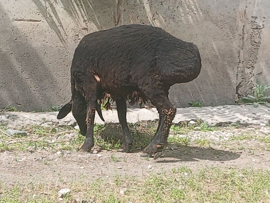 Кучкор сотилади 7 ярим млн