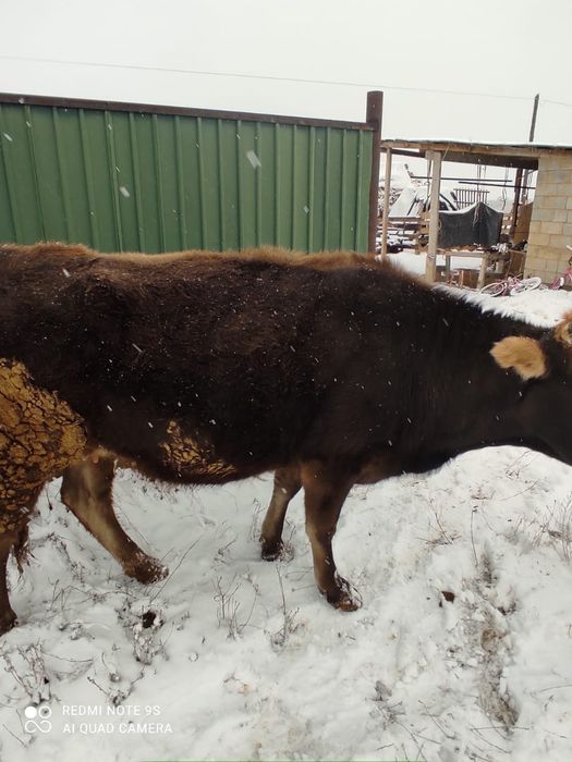 Соғымға семіз сиыр