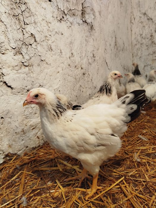 Adleriskiy 2 oylik joʻjalari sotiladi