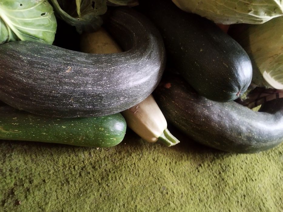 Продам тыкву кабачки