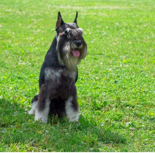 Цвергшнауцер. Вязка. Алматы.
