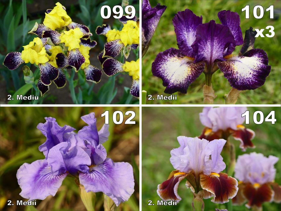 Pachet irisi medii, 12 rizomi