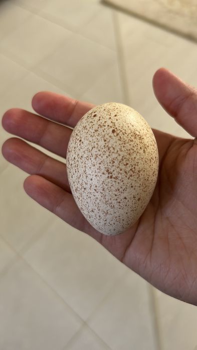 Яйца утки, индюк, гусь домашние