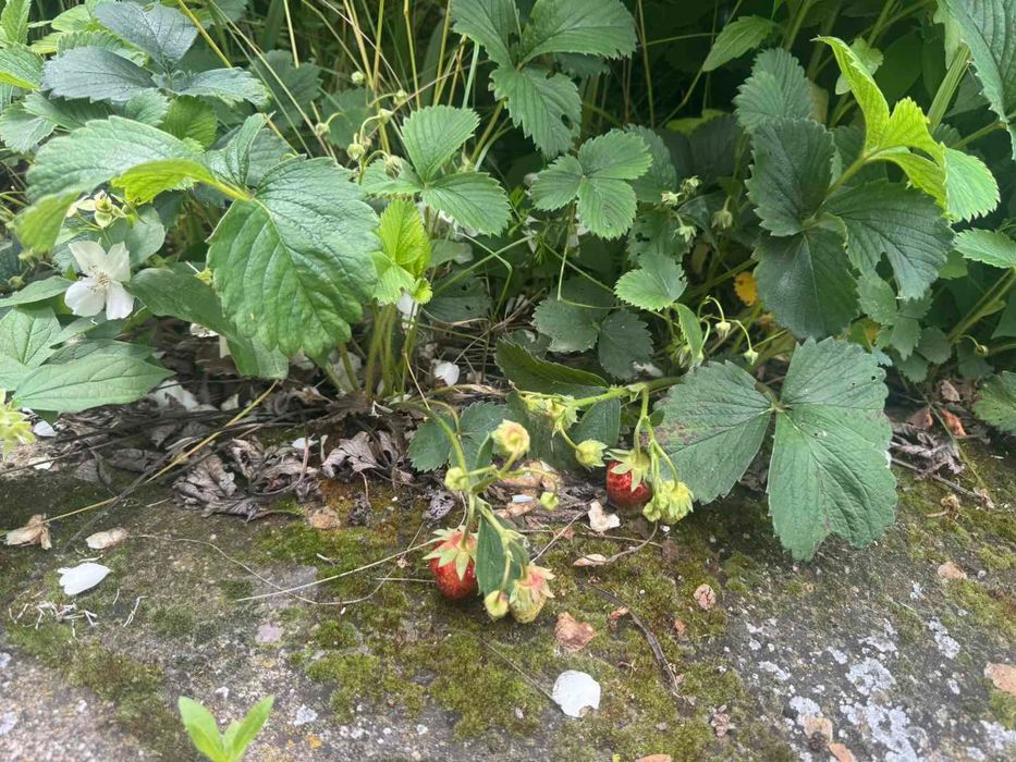 Продава се Къща в с. Малорад, Област Враца - 115 кв.м за 127 €/кв.м - Снимка #10