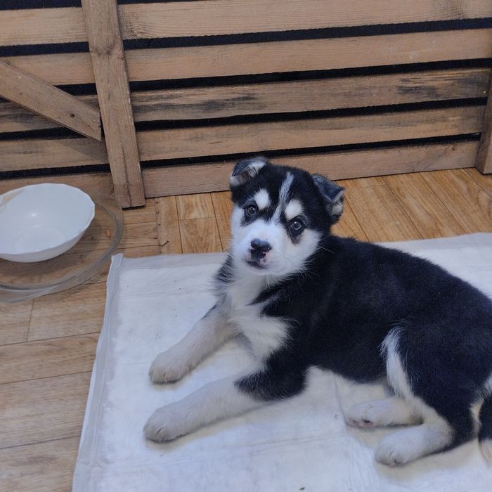 Отдам в добрые руки