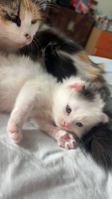 Кошка семья  отдам хорошие руки