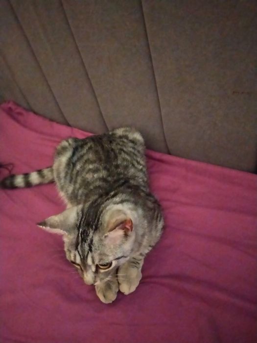 Отдам Котенка в хорошие руки