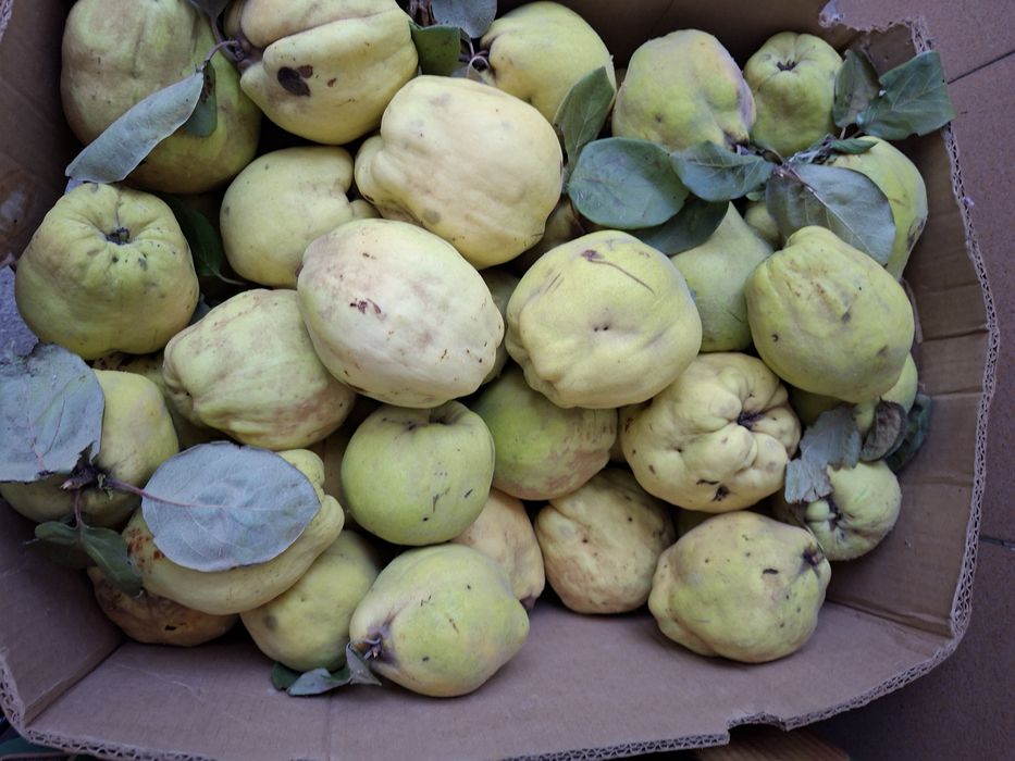 Gutui Romanesti naturale