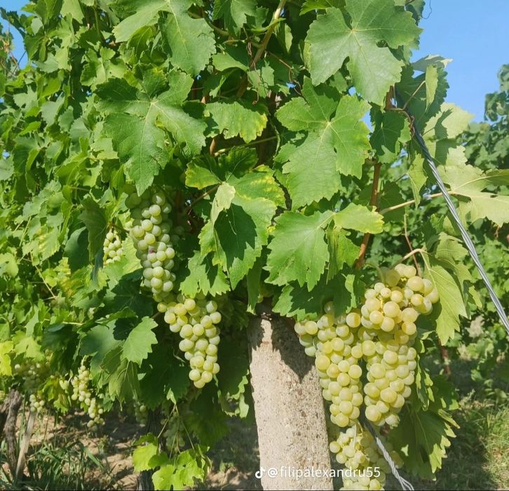 Vând struguri de vin cu transport gratuit