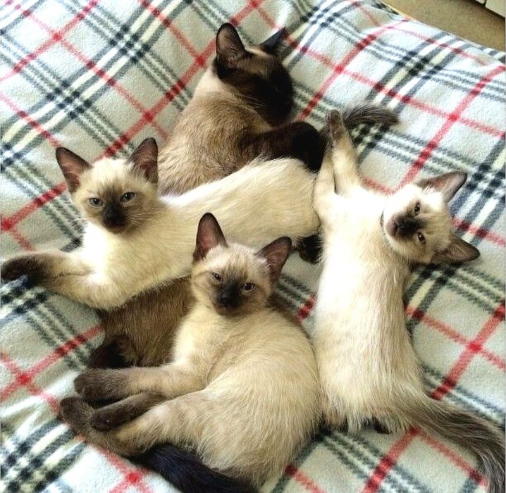 Котятки сиамские, чистокровные