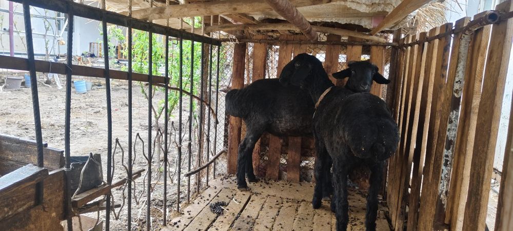 Кочкорлар сотилади