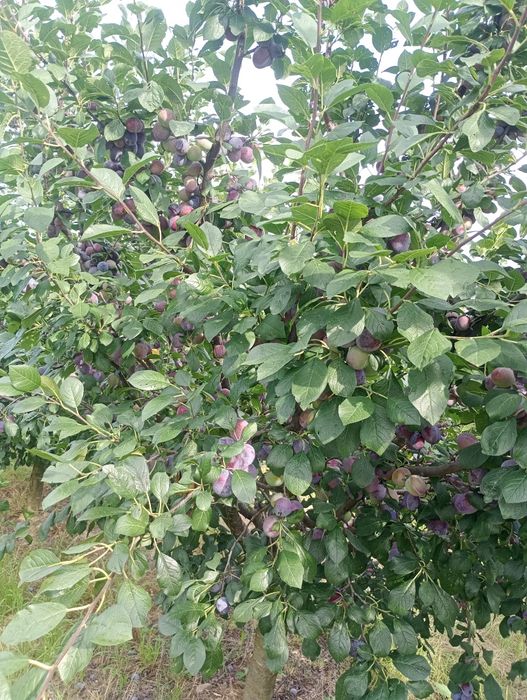 Prune de vânzare