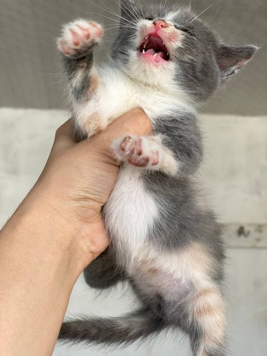 Yuqorida virtual jinsiy aloqa pozitsiyasi