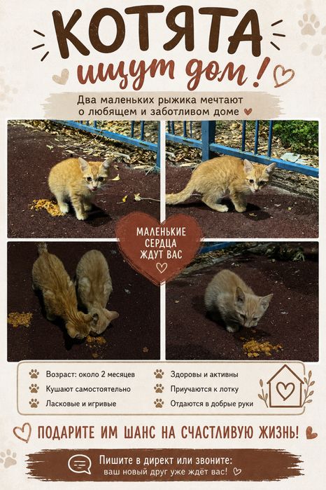 Котята ищут дом.